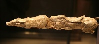 <p>Ice age carving of two reindeer swimming. It is carved from the tip of a mammoth tusk and shows a female reindeer swimming ahead of a male reindeer. (Click in image to view larger.)</p>